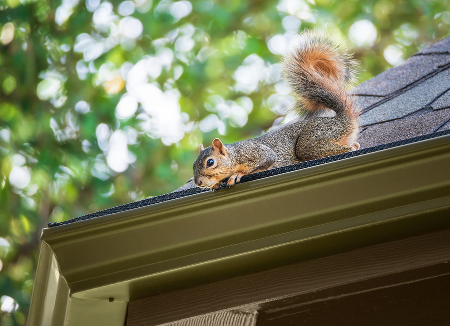 How to Protect Your Electrical Wiring from Rodents