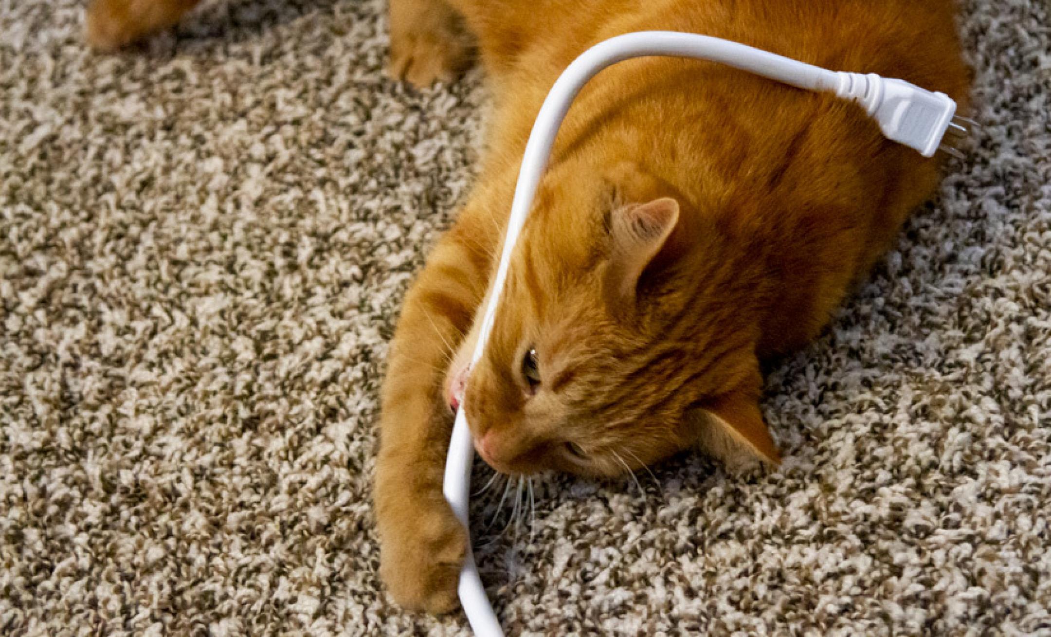 How to Keep Cats from Chewing on Cords